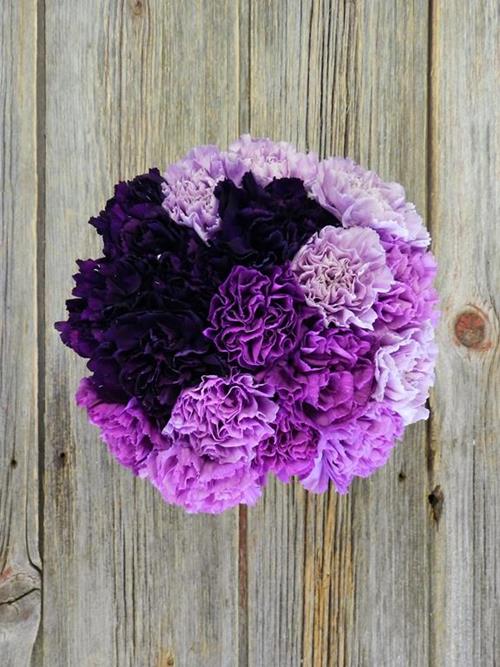 MOON SERIES ASSORTED CARNATIONS
